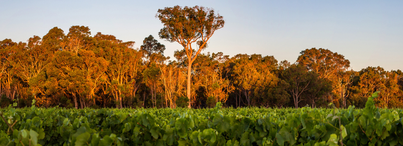 Swings & Roundabouts vineyard 